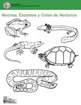 Mucosa, Escamas y Colas de Necturus