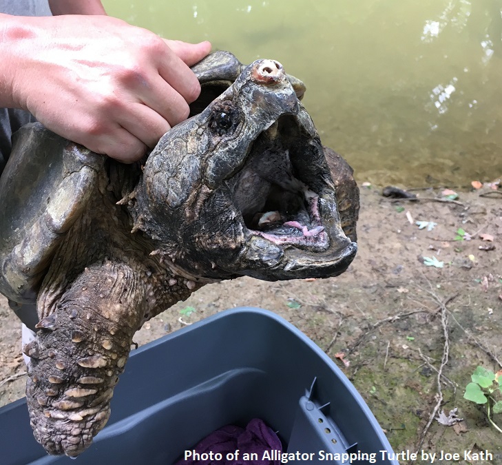 alligator snapping