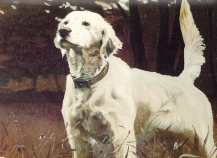 Dog in training