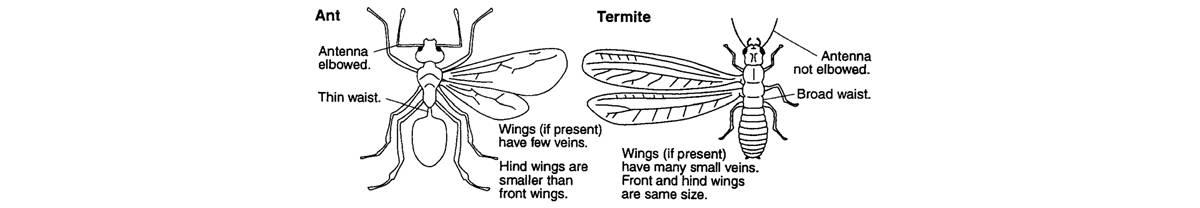 yellow ants with wings