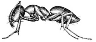 ants-clip-image008