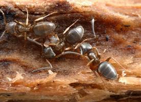 ants-clip-image010