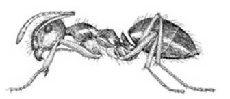 ants-clip-image012