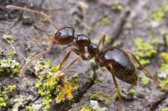 ants-clip-image014
