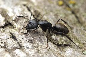 ants-clip-image018