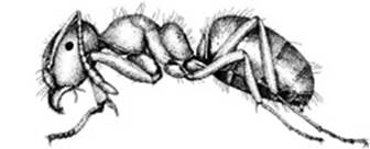 ants-clip-image020