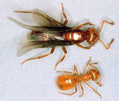 ants-clip-image022