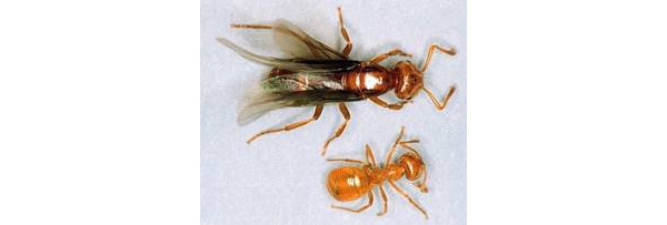 yellow ants with wings