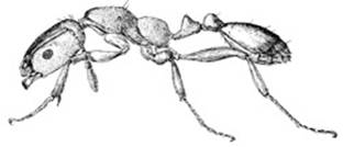 ants-clip-image024