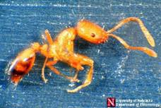 ants-clip-image026