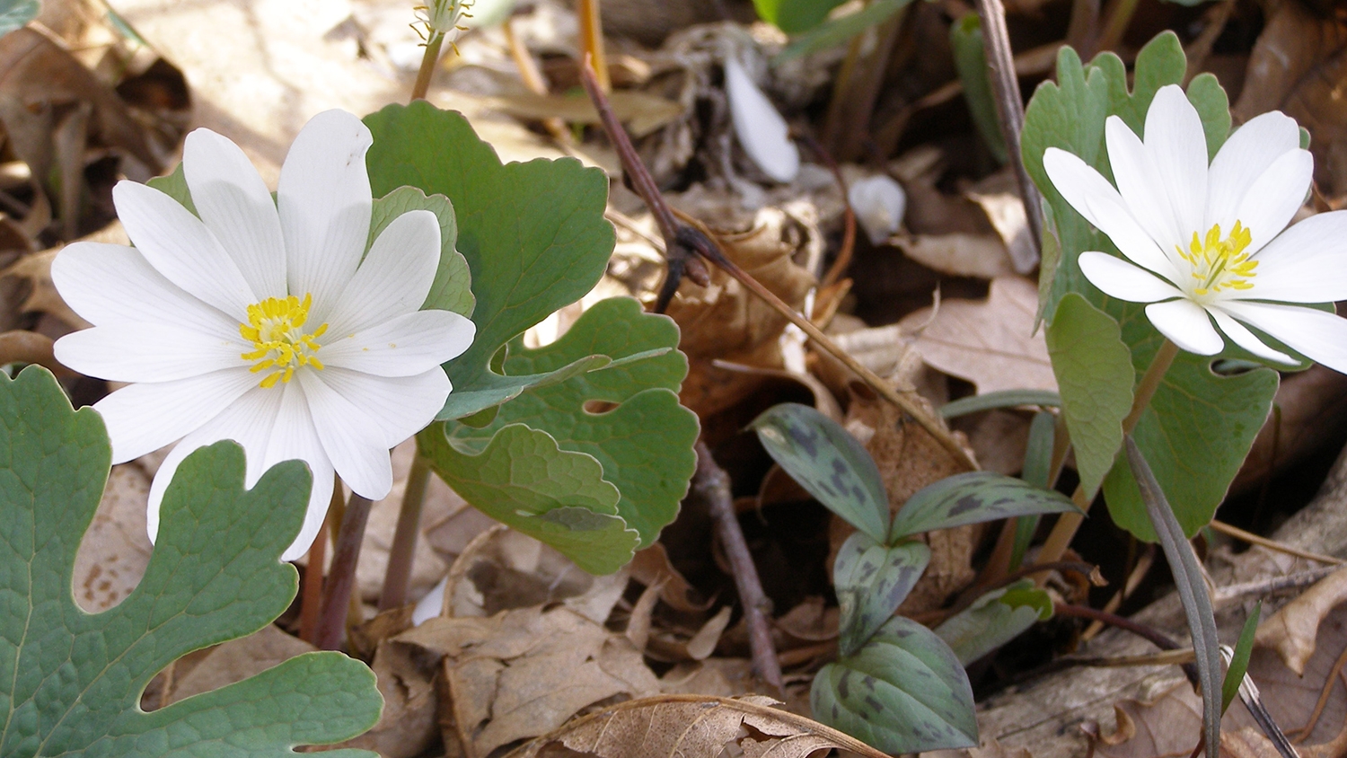 bloodroot (Sanguinaria canadensis)