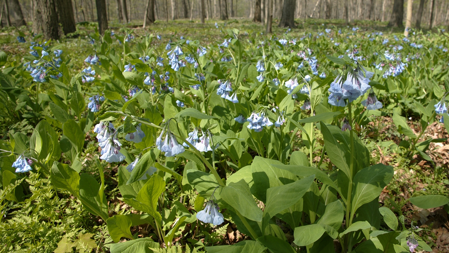 bluebells (Mertensia virginica)