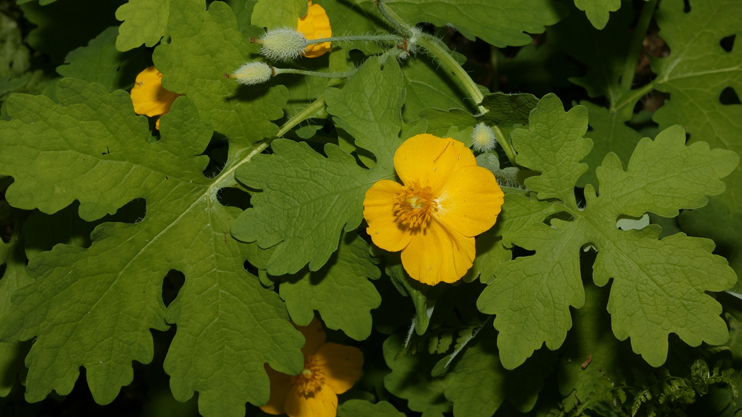 celandine poppy (Stylophorum diphyllum)