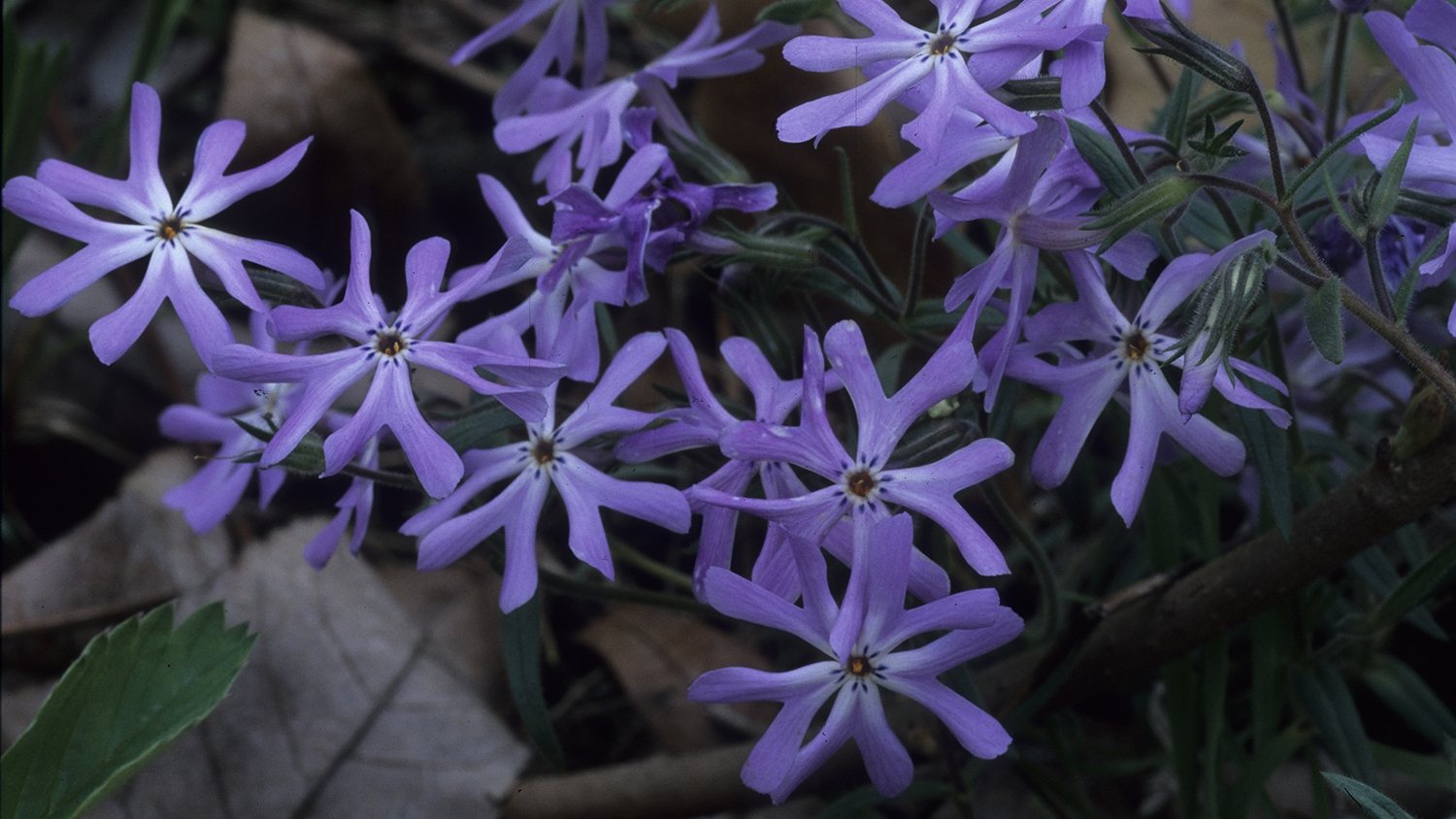 cleft phlox (Phlox bifida)