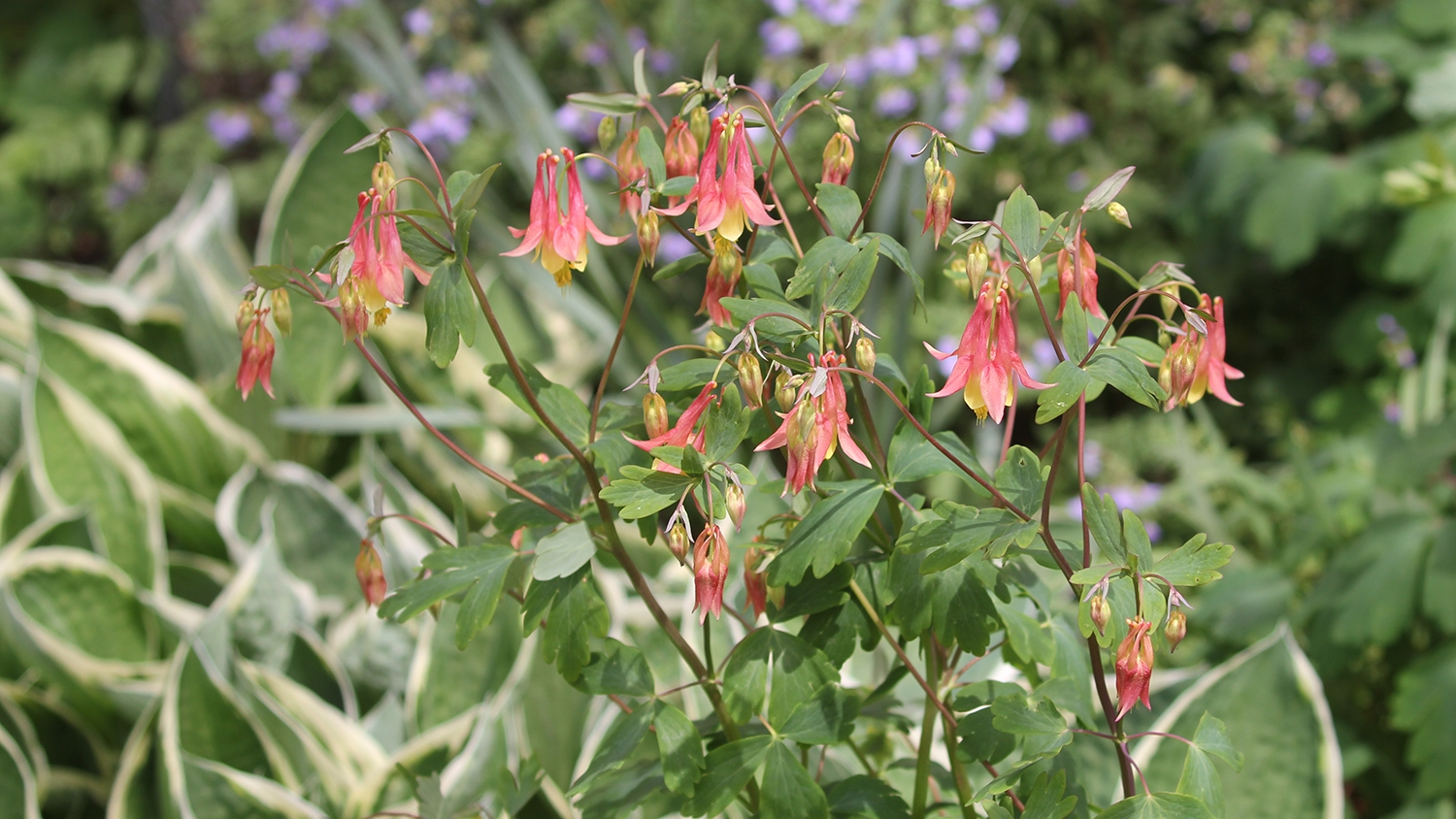 columbine (Aquilegia canadensis)