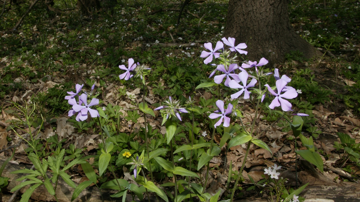 common phlox (Phlox divaricata)