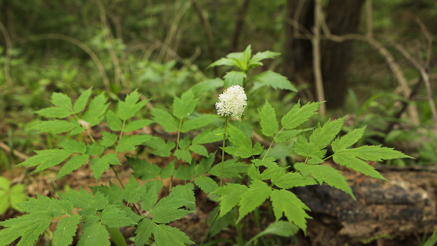 doll's-eyes (Actaea pachypoda)