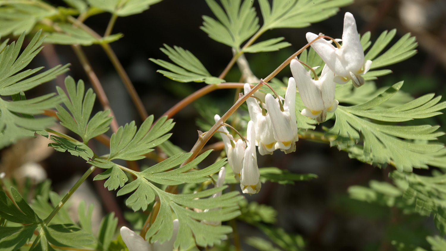 Dutchman's-breeches (Dicentra cucullaria)