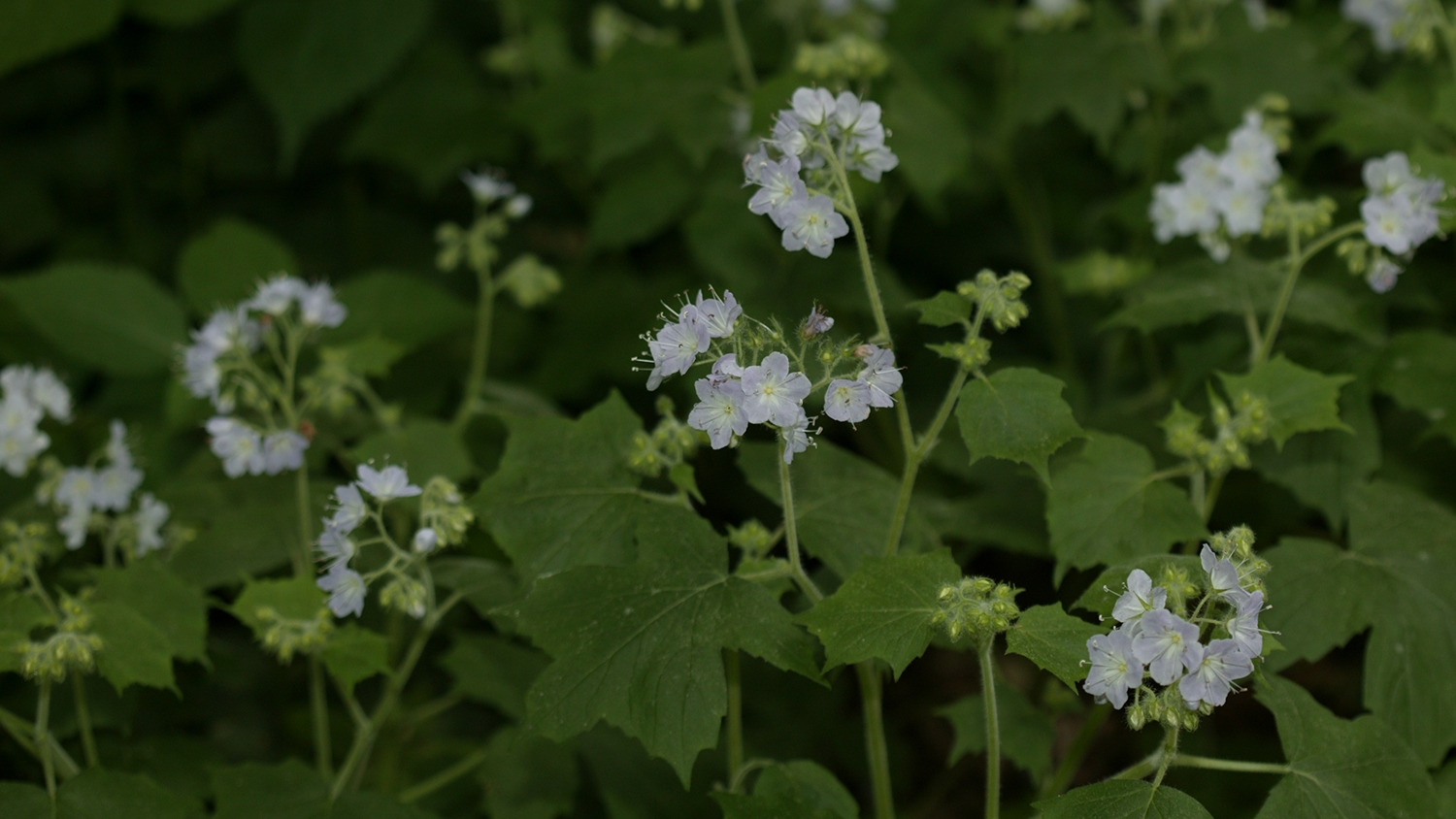 great waterleaf (Hydrophyllum appendiculatum)