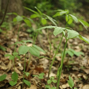 green dragon (Arisaema dracontium)