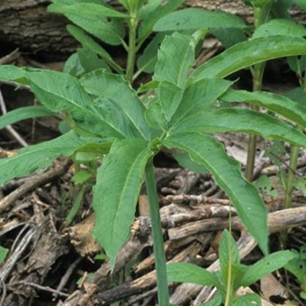 green dragon (Arisaema dracontium)