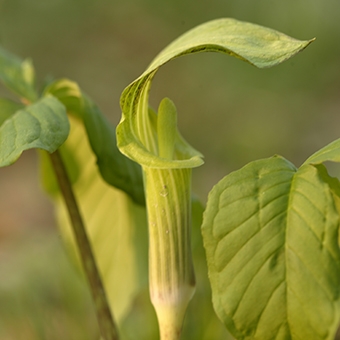 Jack-in-the-pulpit (Arisaema triphyllum)