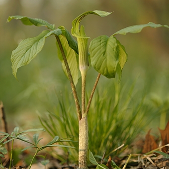 Jack-in-the-pulpit (Arisaema triphyllum)