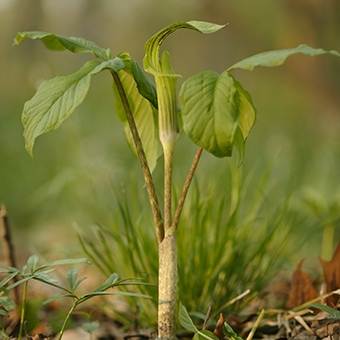  Jack-in-the-pulpit (Arisaema triphyllum)