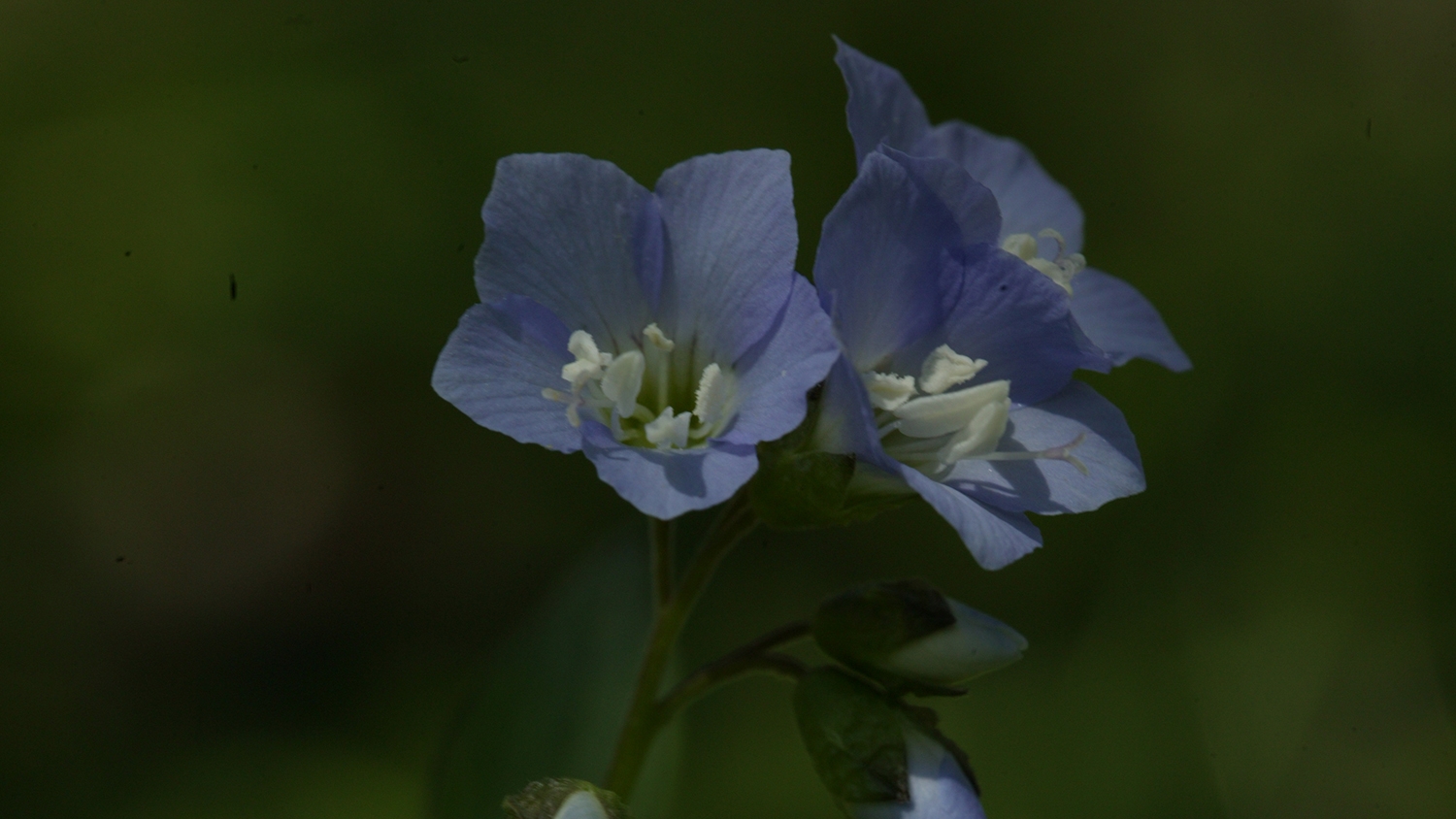 Jacob's-ladder (Polemonium reptans