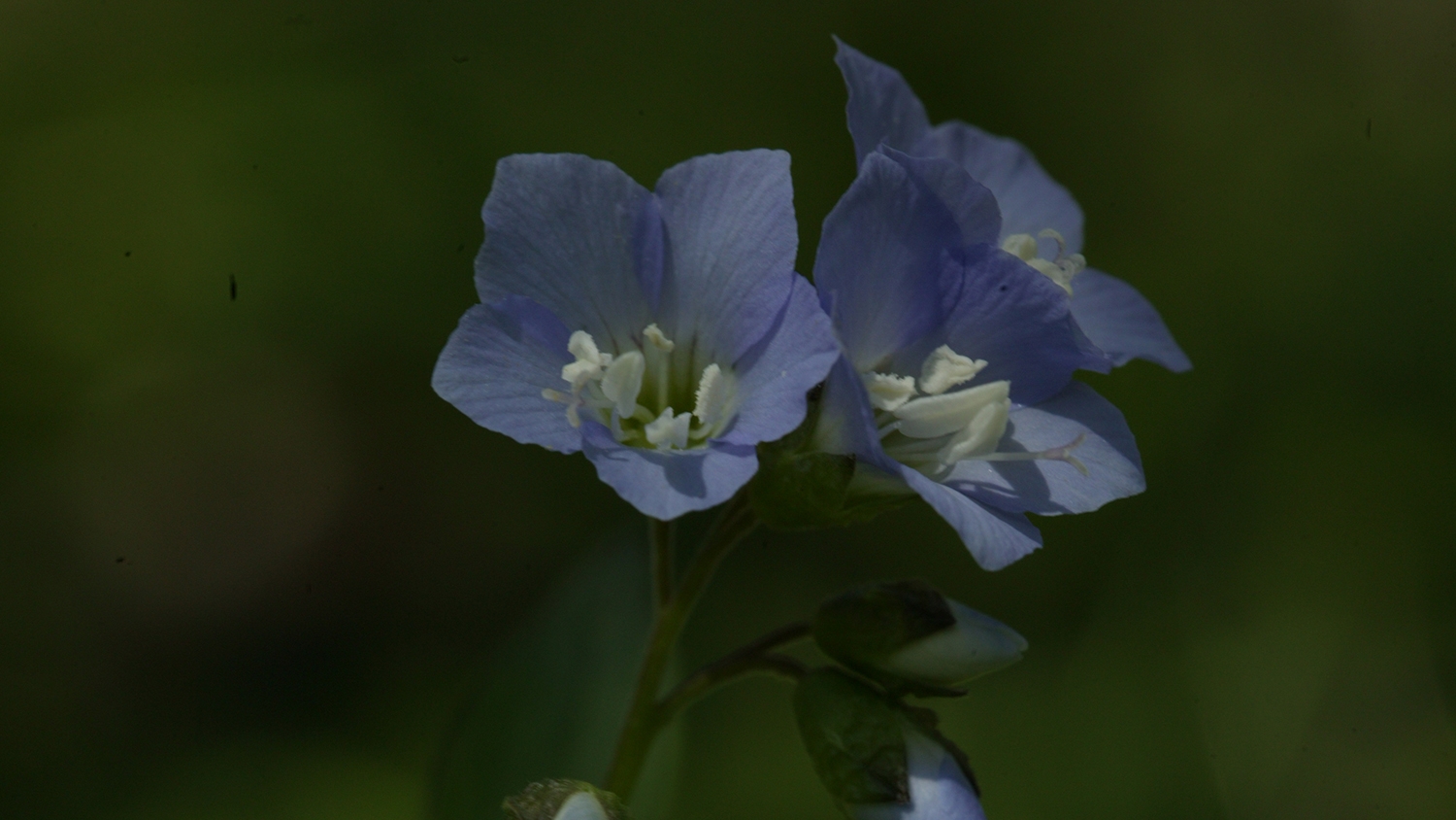 Jacob's-ladder (Polemonium reptans)