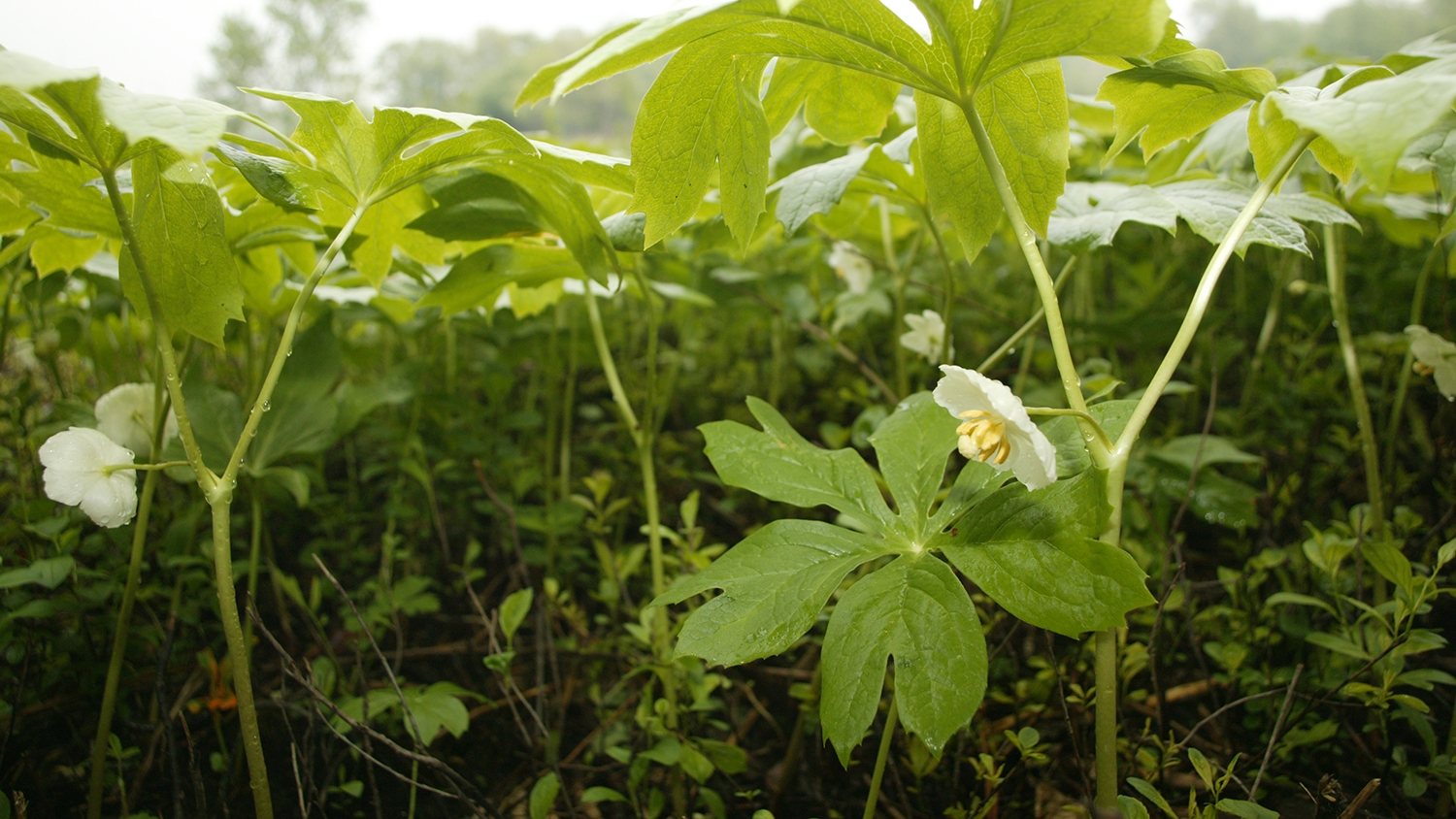 mayapple (Podophyllum peltatum)