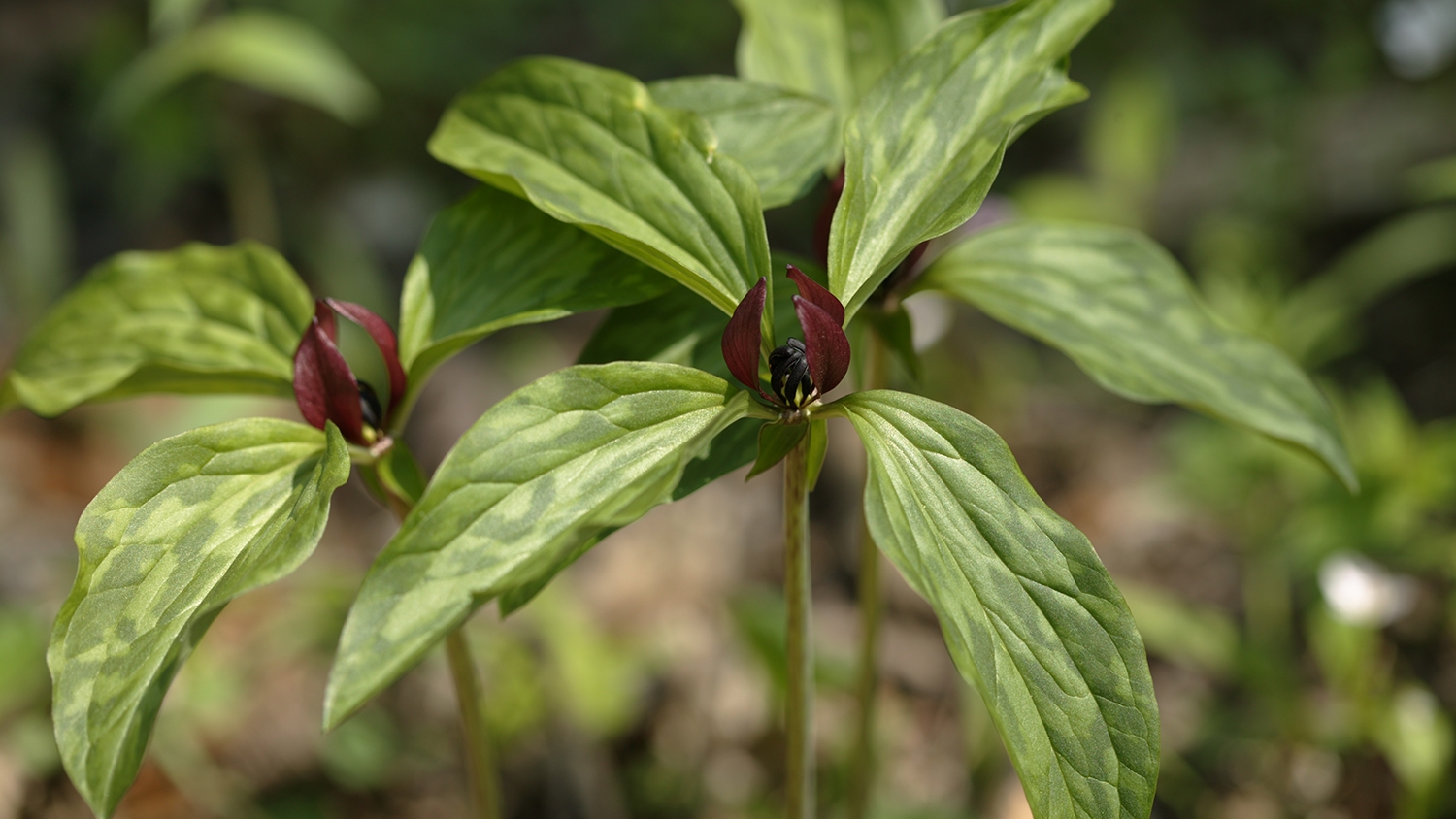 purple trillium (Trillium recurvatum)