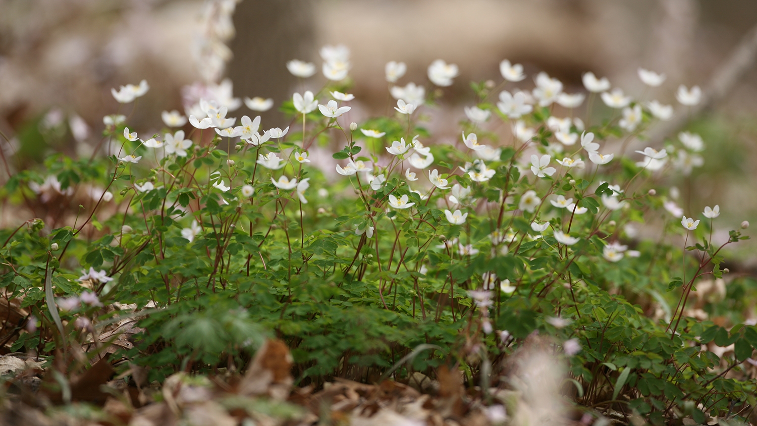 rue anemone (Anemonella thalictroides)
