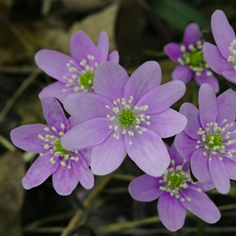 sharp-lobed hepatica (Hepatica acutiloba)