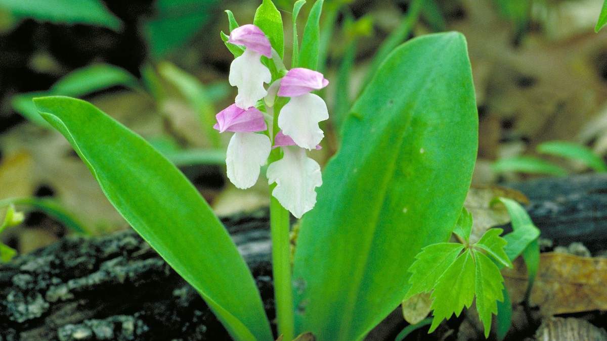 showy orchis (Galearis spectabilis)