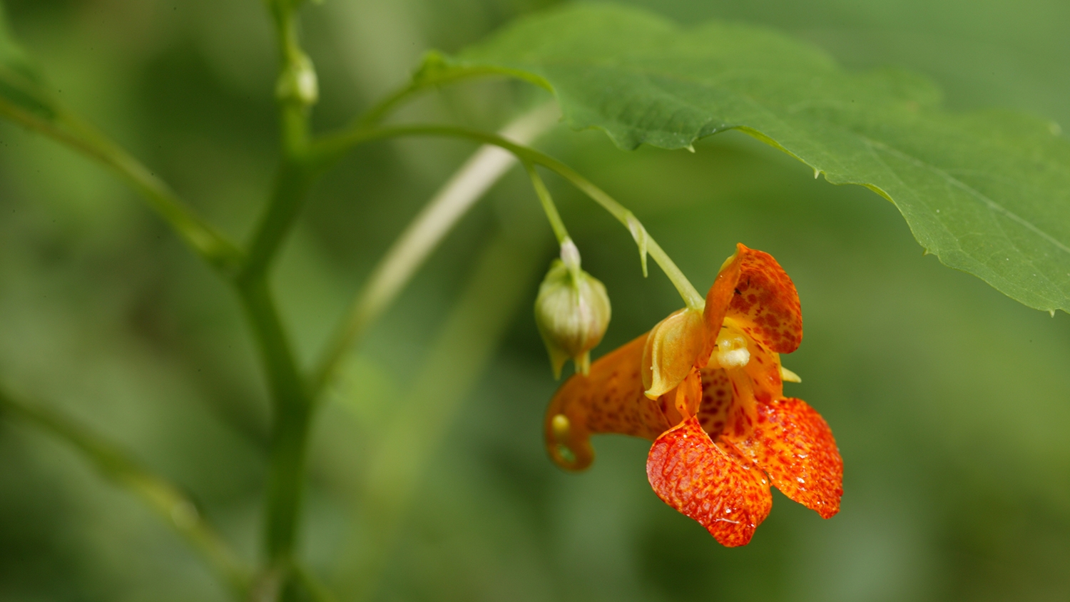 spotted touch-me-not (Impatiens capensis)