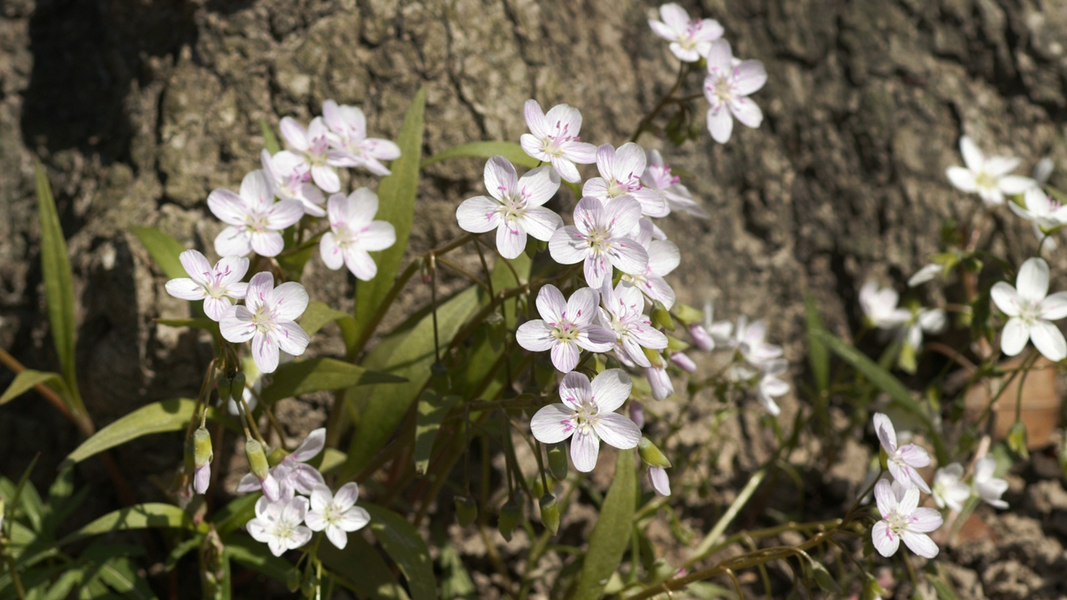 spring beauty (Claytonia virginica)