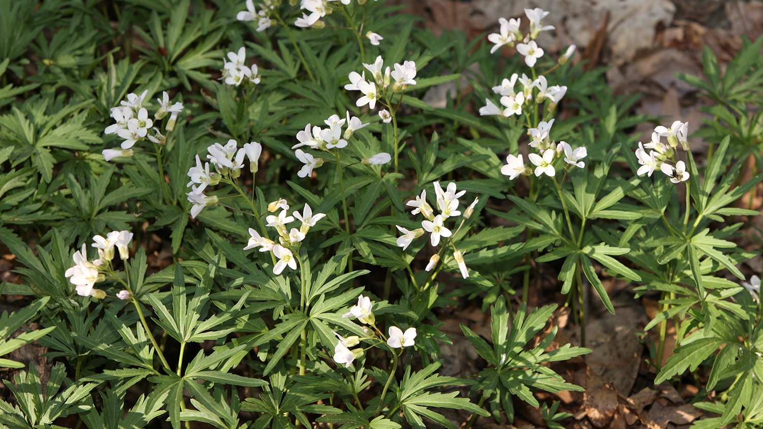 toothwort (Dentaria laciniata)