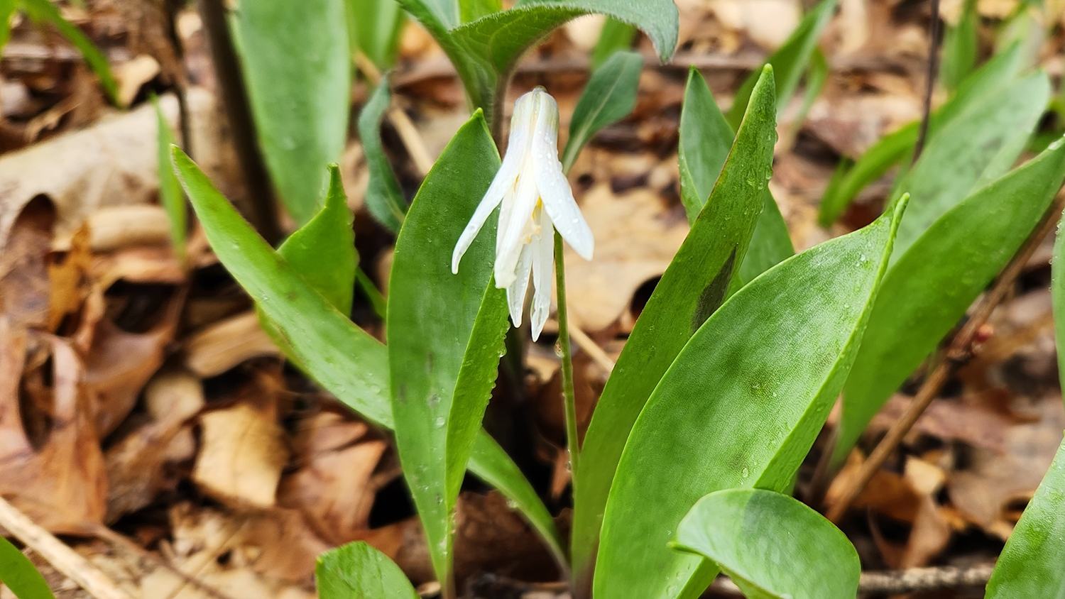 white trout lily (Erythronium albidum)