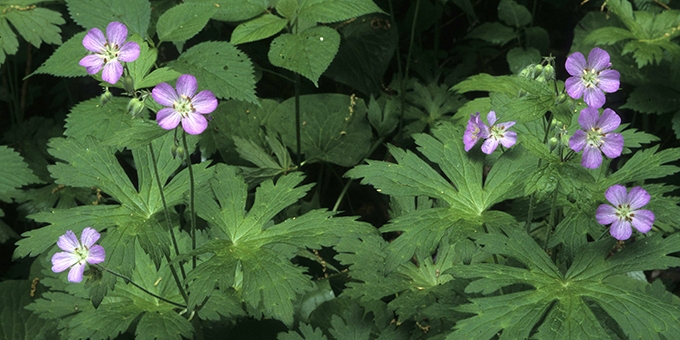 wild geranium (Geranium maculatum)