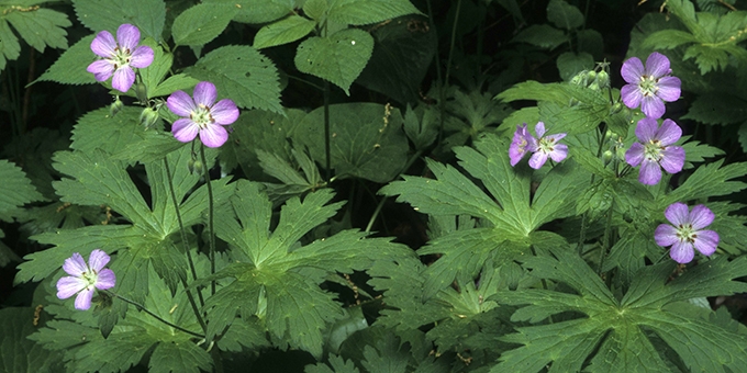 Apr2016WildGeranium.jpg