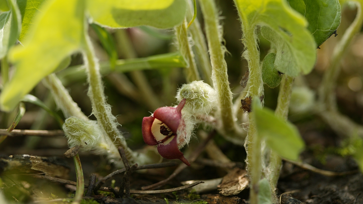 wild ginger (Asarum canadense)