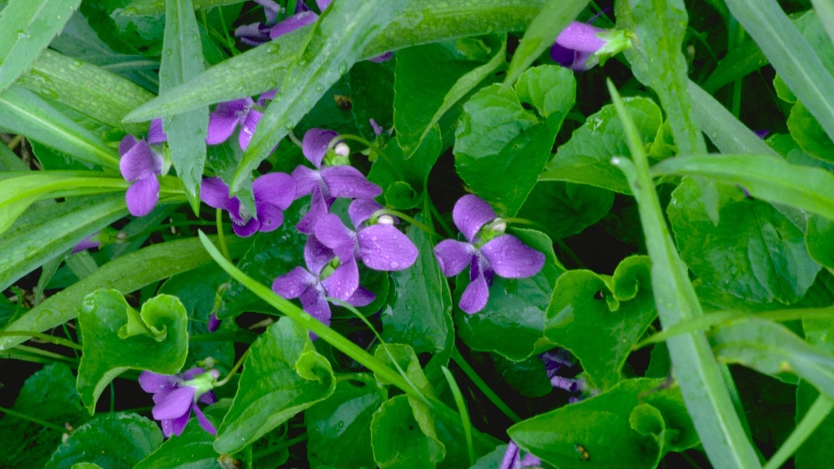 woolly blue violet (Viola sororia)