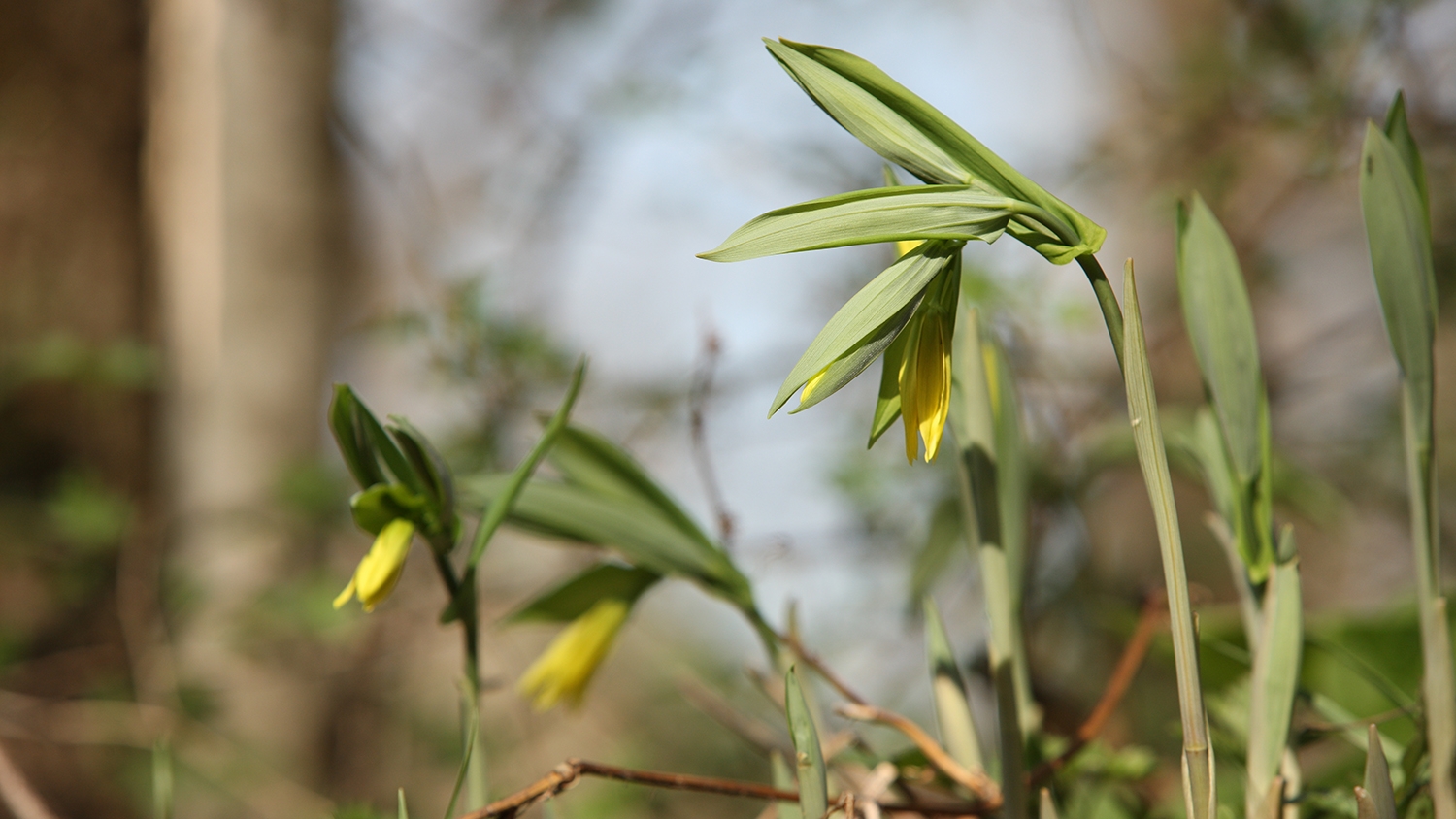 yellow bellwort (Uvularia grandiflora)