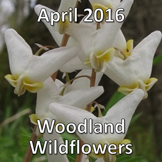 April 2016: Woodland Wildflowers