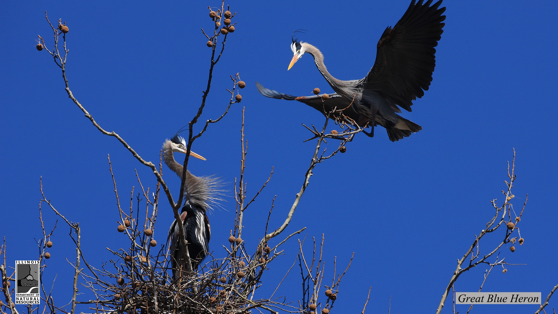 Picture of Great Blue Heron at Hidden Springs State Forest