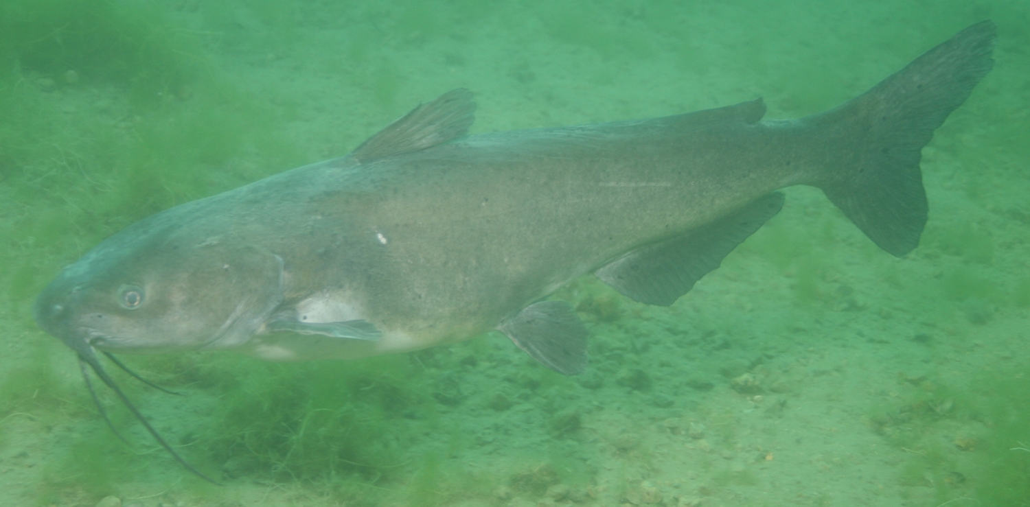 channel catfish