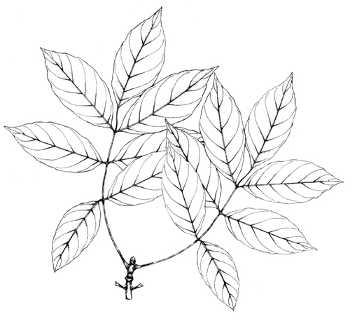Ash Leaflets & Twig