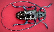 AsianLonghornedbeetle