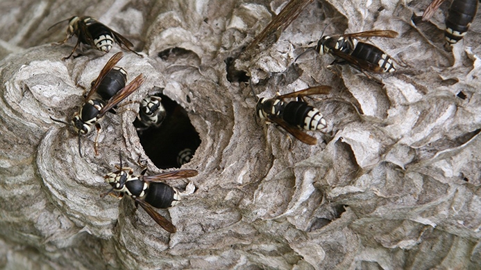 Aug2021BaldfacedHornet.jpg